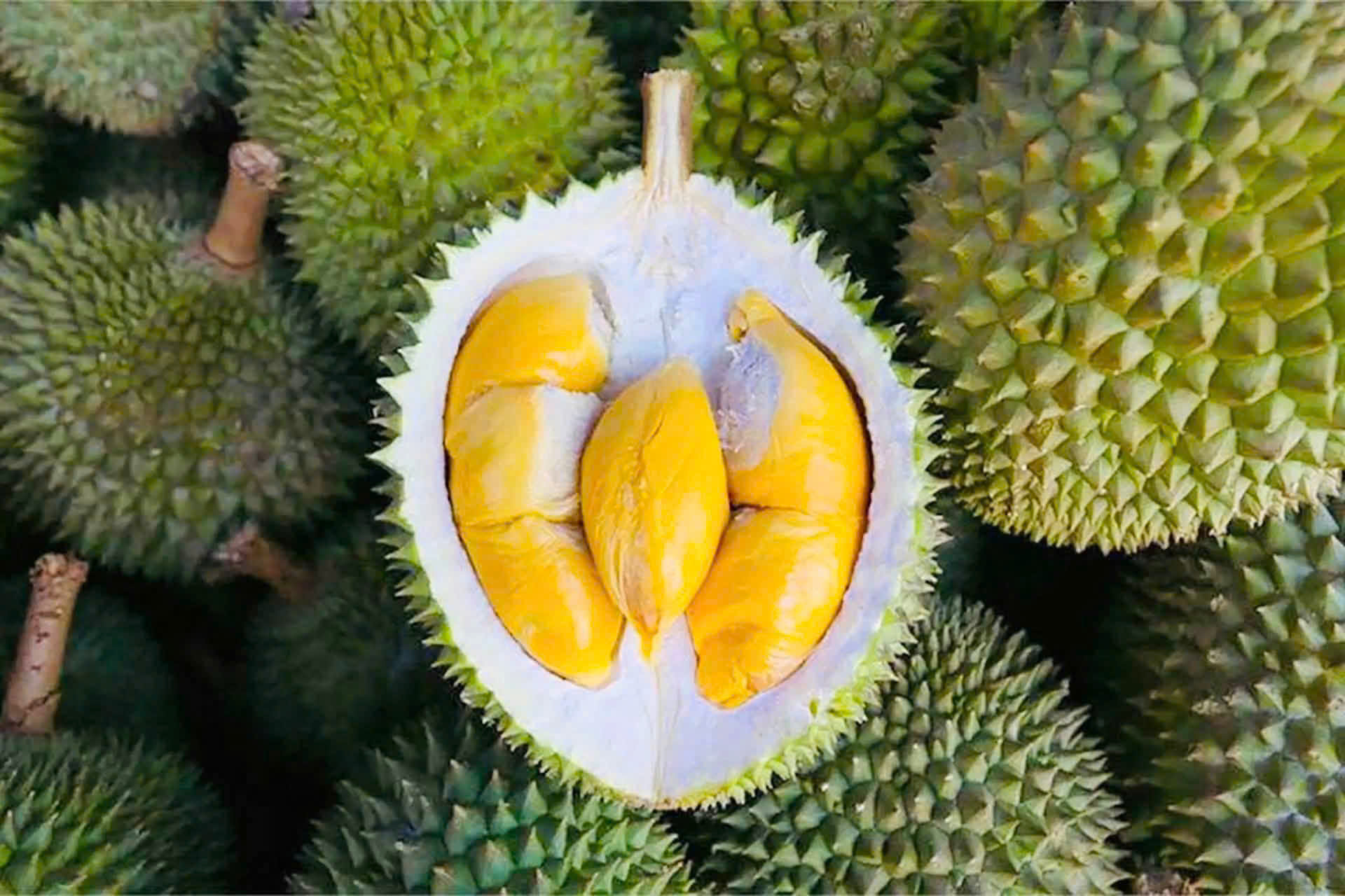 CƯ BAO HƯỞNG ỨNG “30 NGÀY ĐÊM” SỐ HÓA VÙNG TRỒNG SẦU RIÊNG